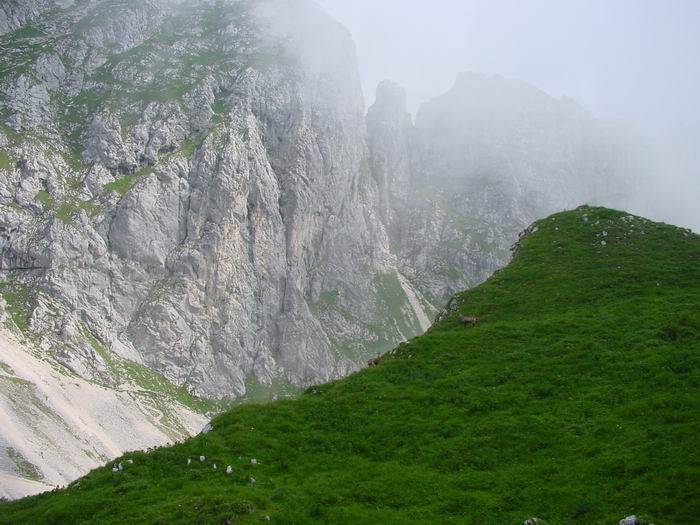 Gimpel024.jpg