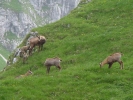 Gimpel027.jpg