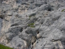Gimpel088.jpg