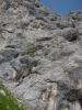 Gimpel094.jpg