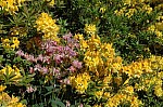 DSC_3676.jpg